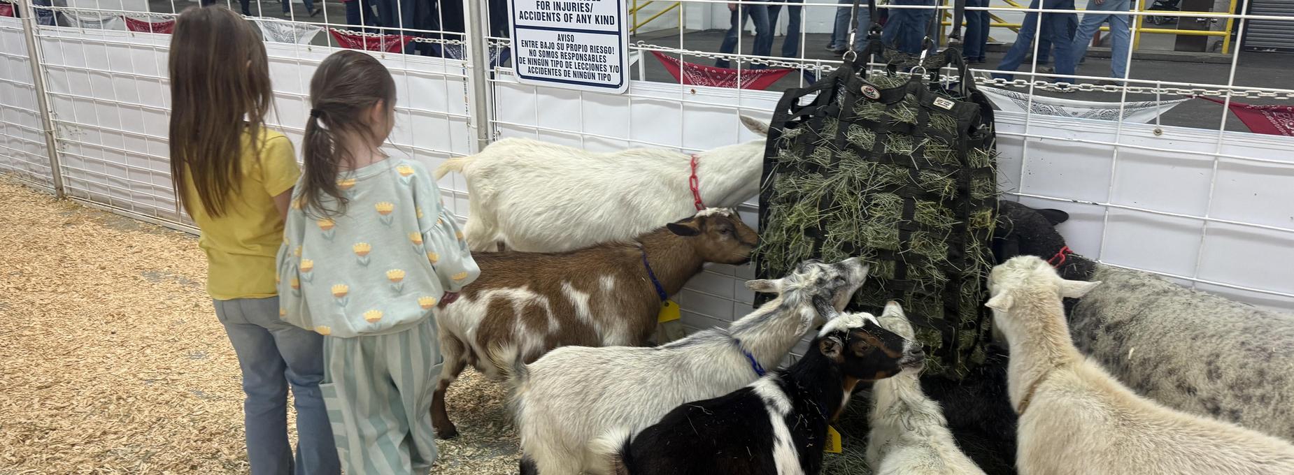 Two children observe goats feeding from a hanging hay rack in a farm setting