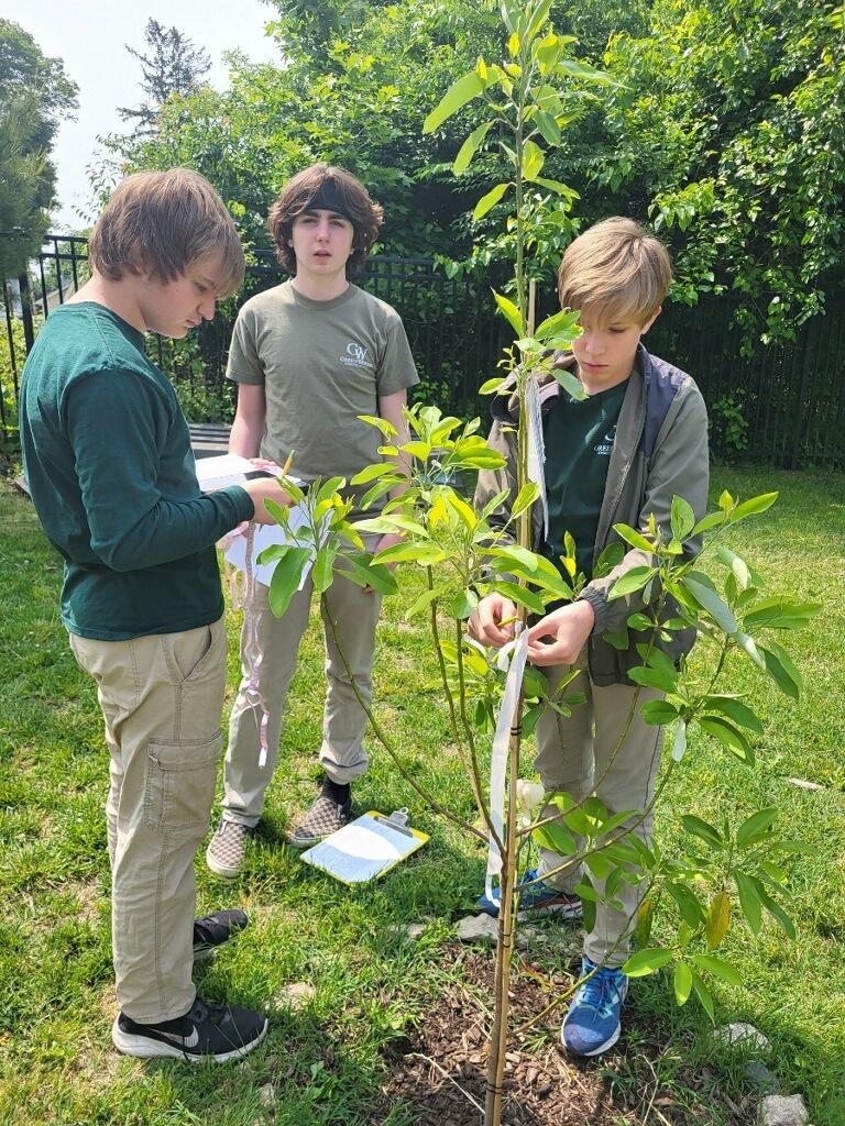 Group of students measure tree.