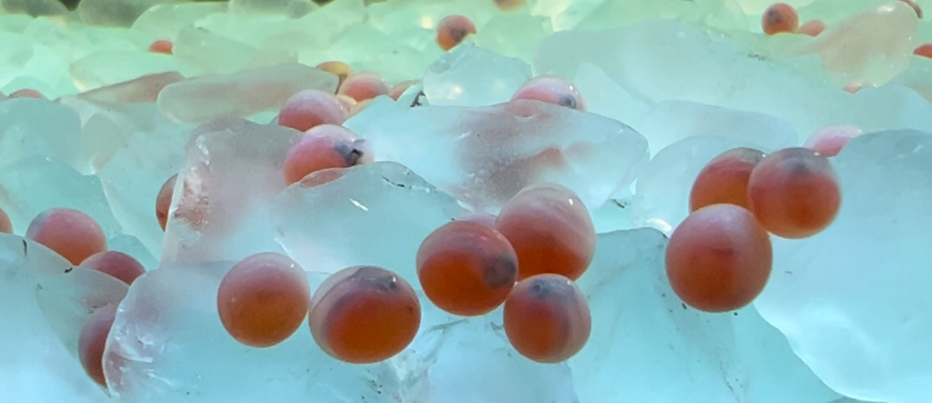 SALMON EGGS