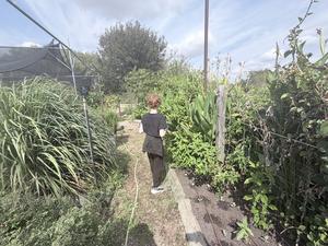 a student with their back facing to the camera walking through a tall garden path