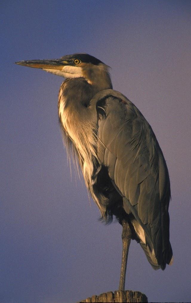 Great Blue Heron