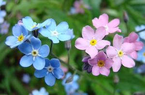 Wildflowers of Armenia
