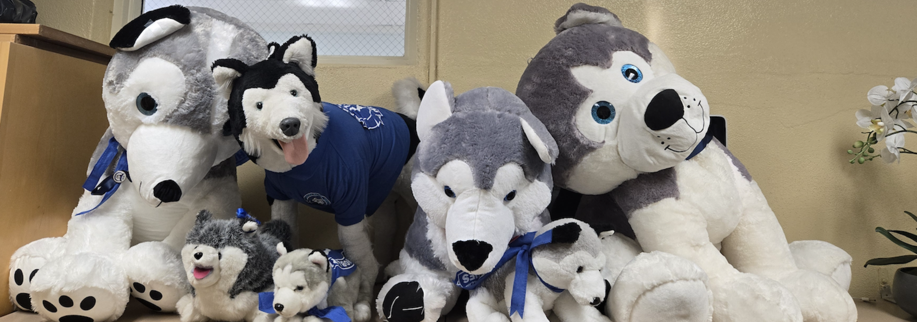huskies
