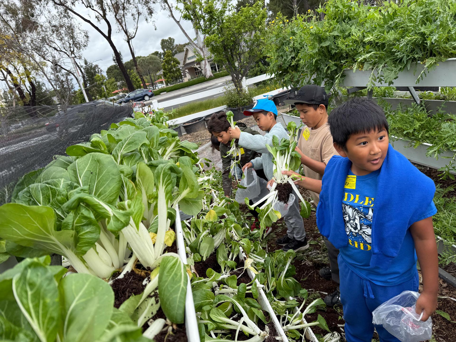 Students harvesting their own veggies at their Tanaka Farms study trip