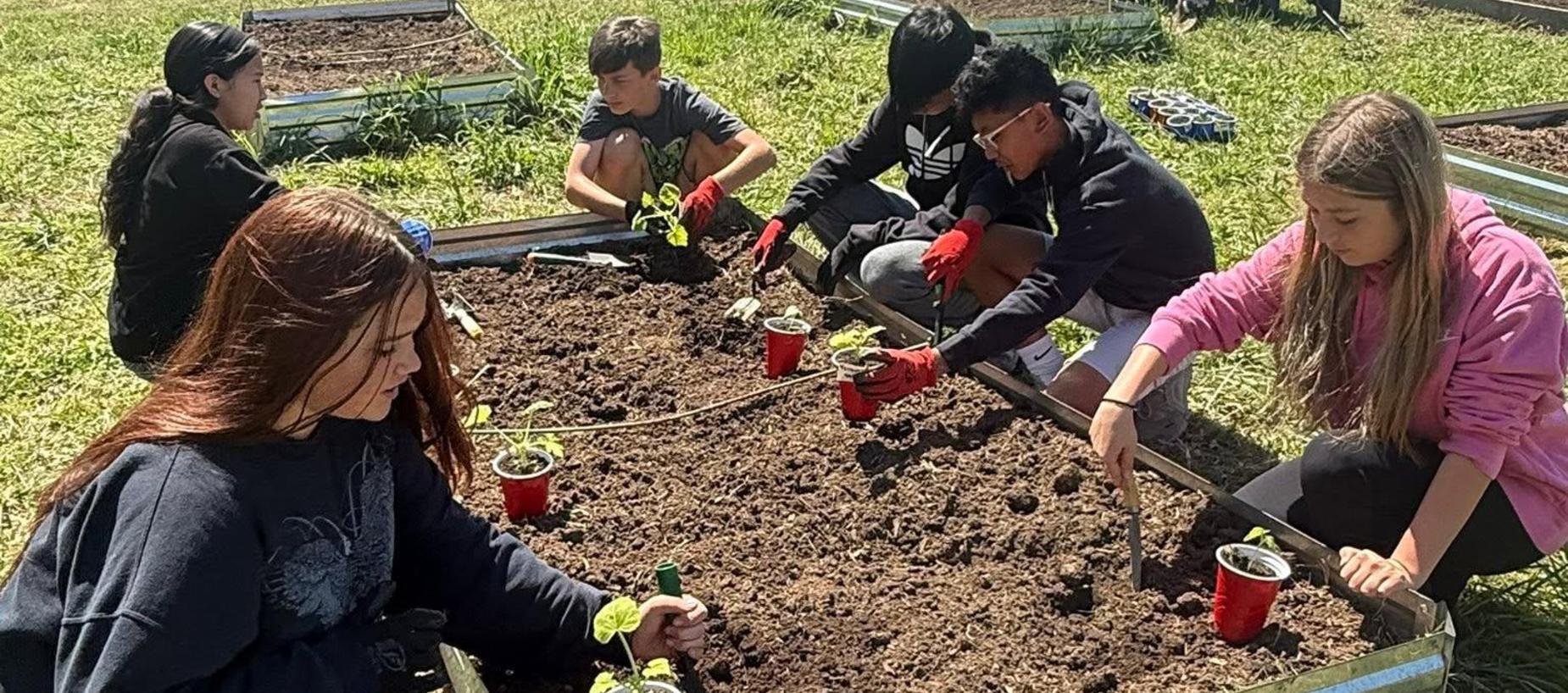 Students planting seedlings in garden beds on a sunny day.