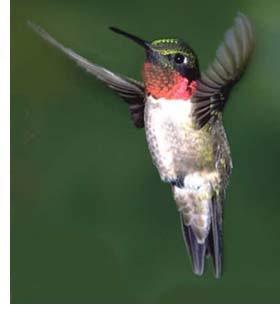 Ruby-throated Hummingbird