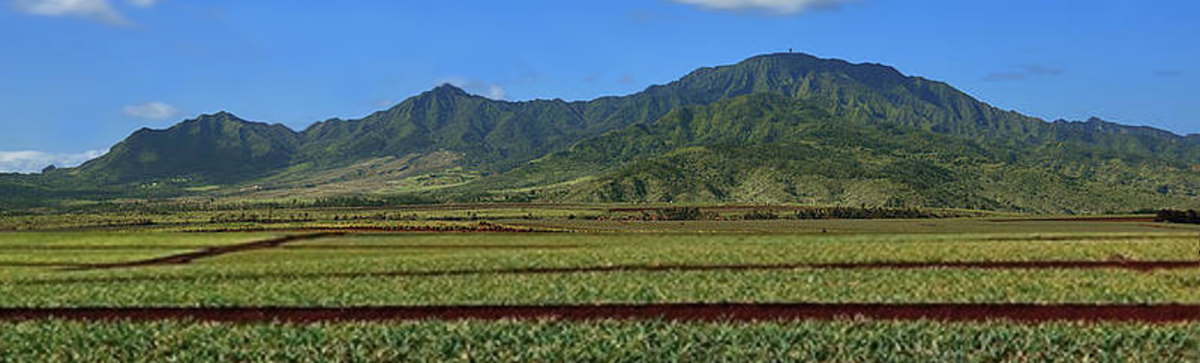 Mount Kaala Pineapple Field
