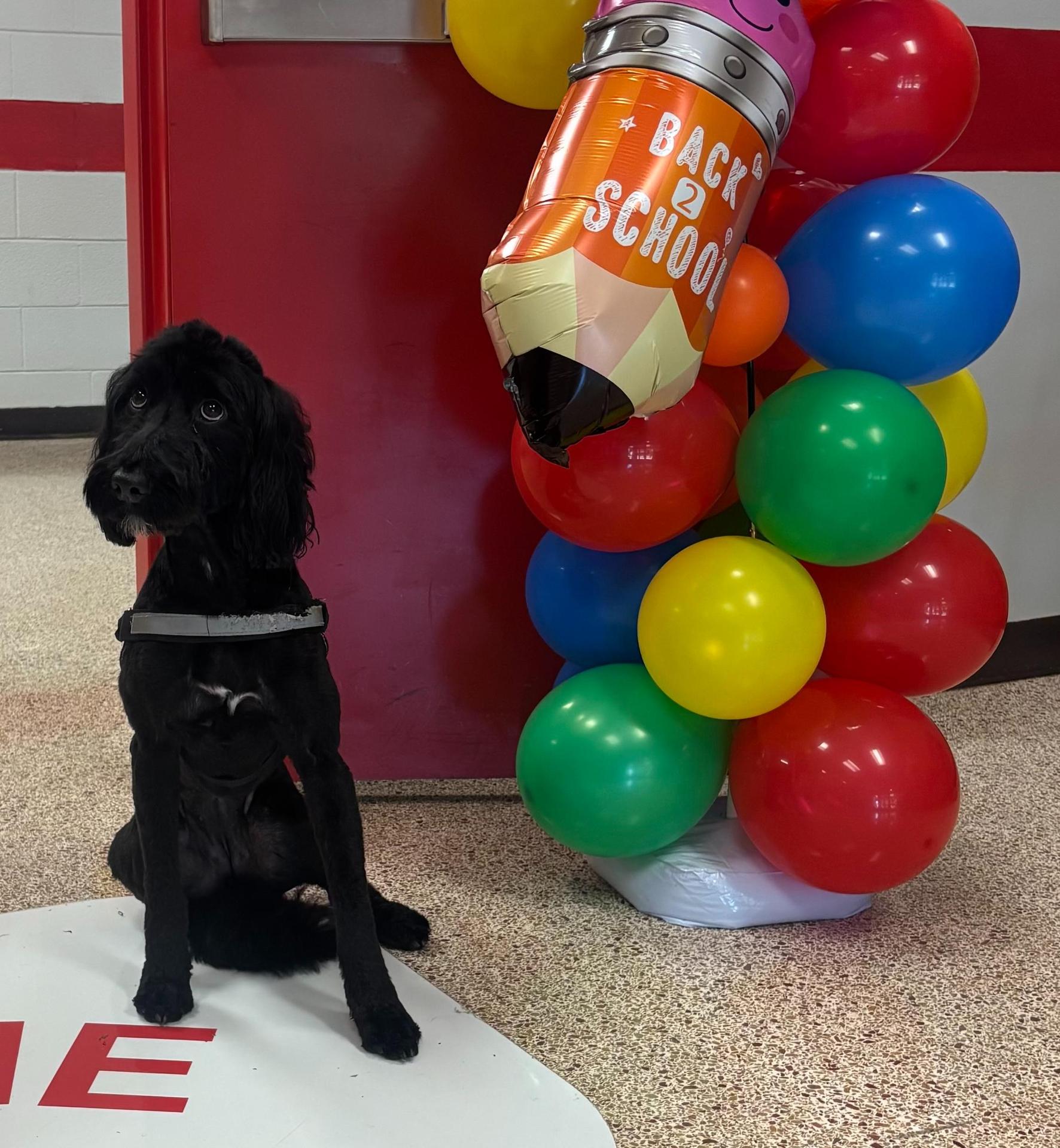 Pepper the therapy dog