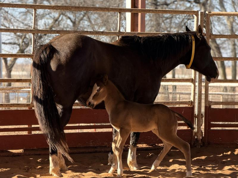 Mom and baby horse