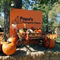 pumpkin patch