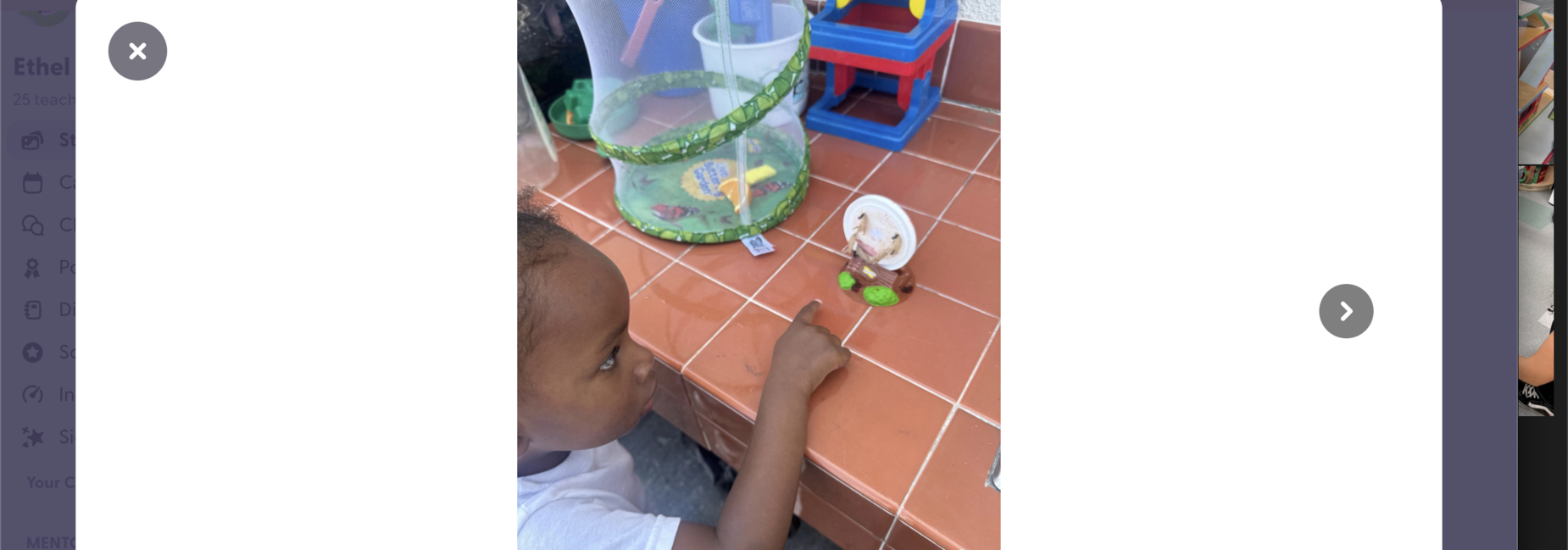 Science: Life Cycle Of The Butterfly