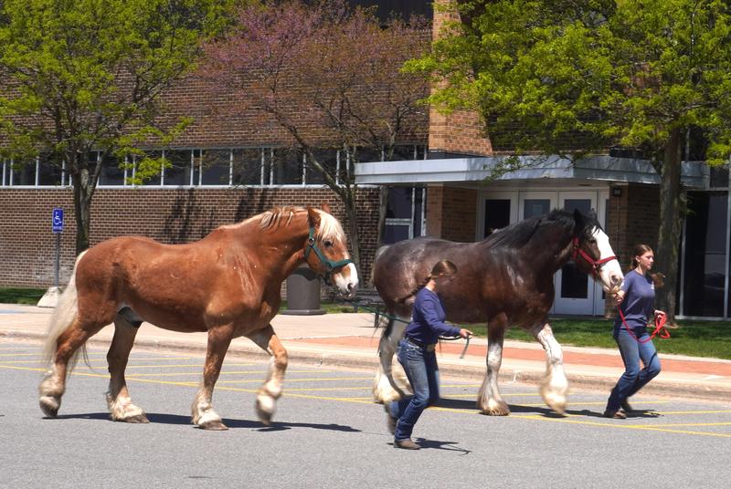 Two students run ahead of their Clydesdale and Belgian horses in the high school parking lot.