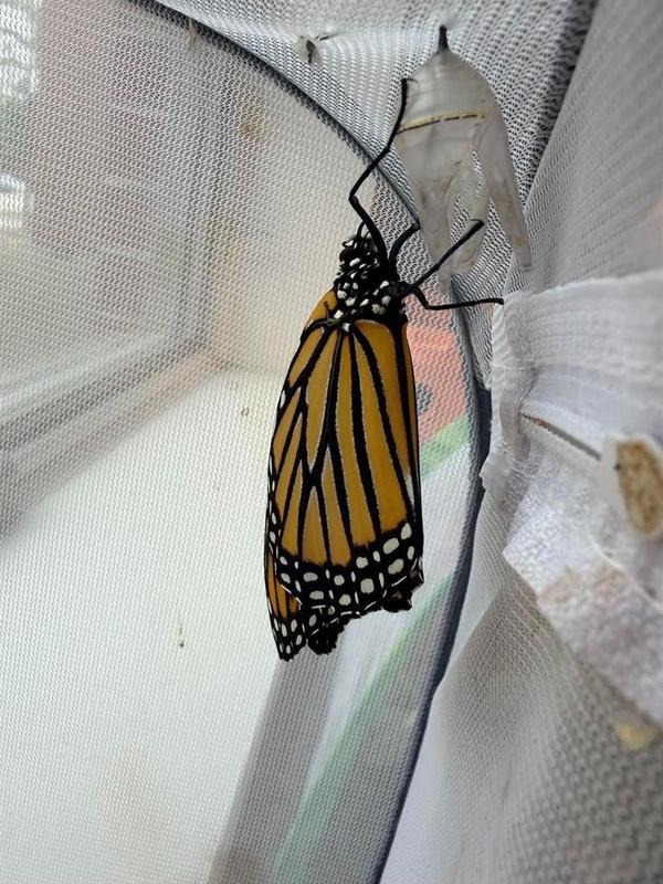 Monarch Butterfly