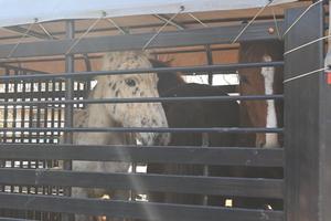 Pike County Sheriff’s Office Rescues Four Horses