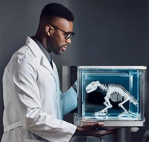 X-ray reveals stultusaurus bones