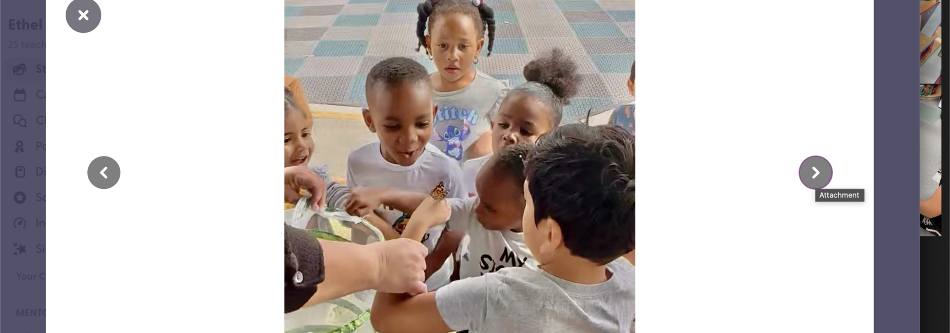 Life Cycle Of A Butterfly