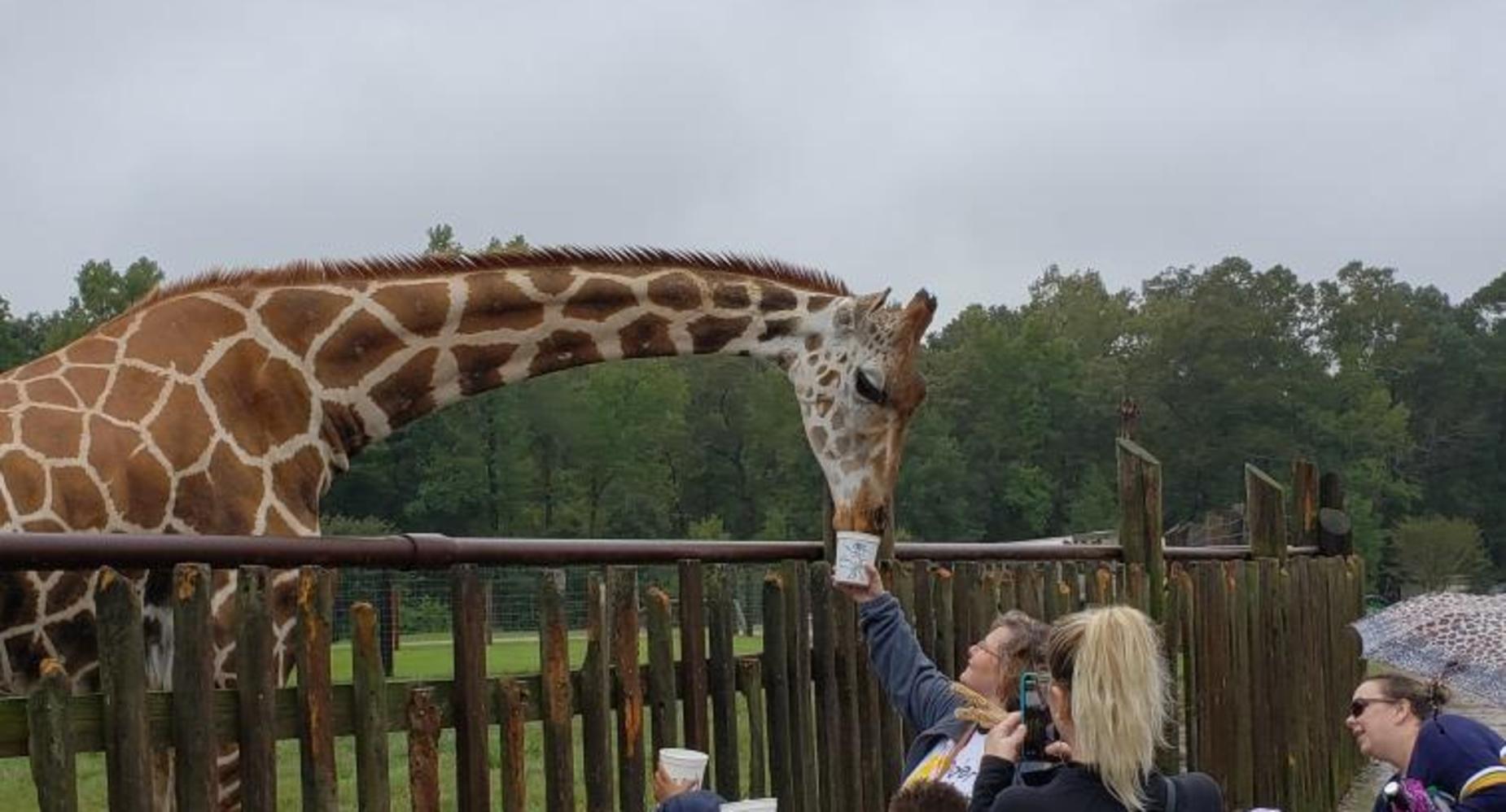 Let's feed the giraffe