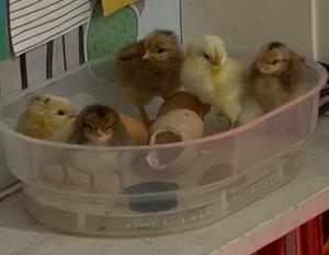 Egg Incubation and the Arrival of New Chicks