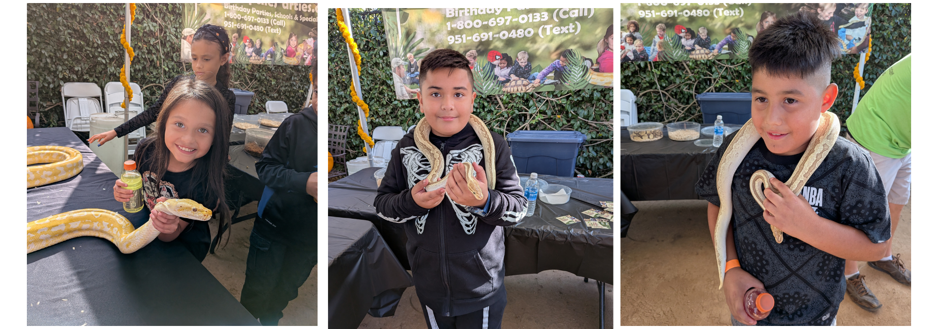 Three pictures of student's holding snakes at the Mayor's Halloween party.
