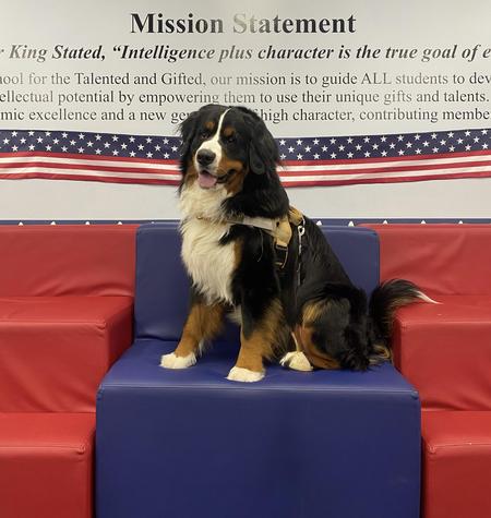 Griffin, the school comfort dog, is sitting on the soft bleachers.