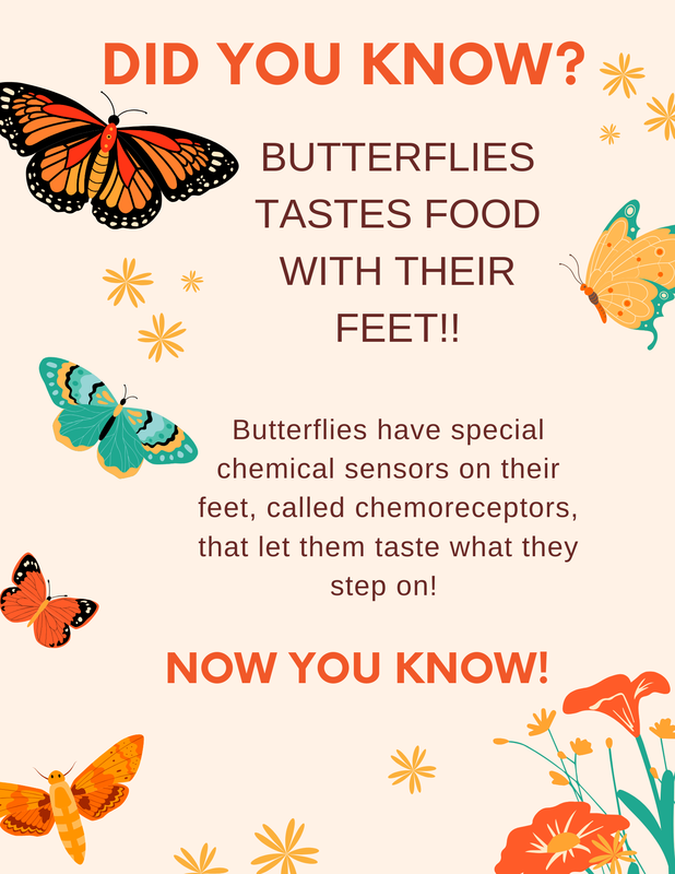 Colorful infographic about butterflies tasting food with their feet.