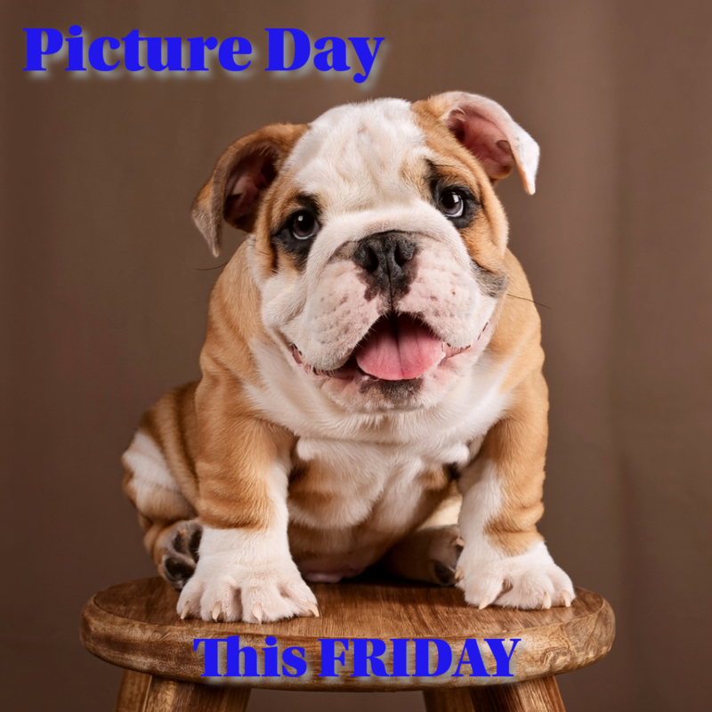 Picture Day Bulldog