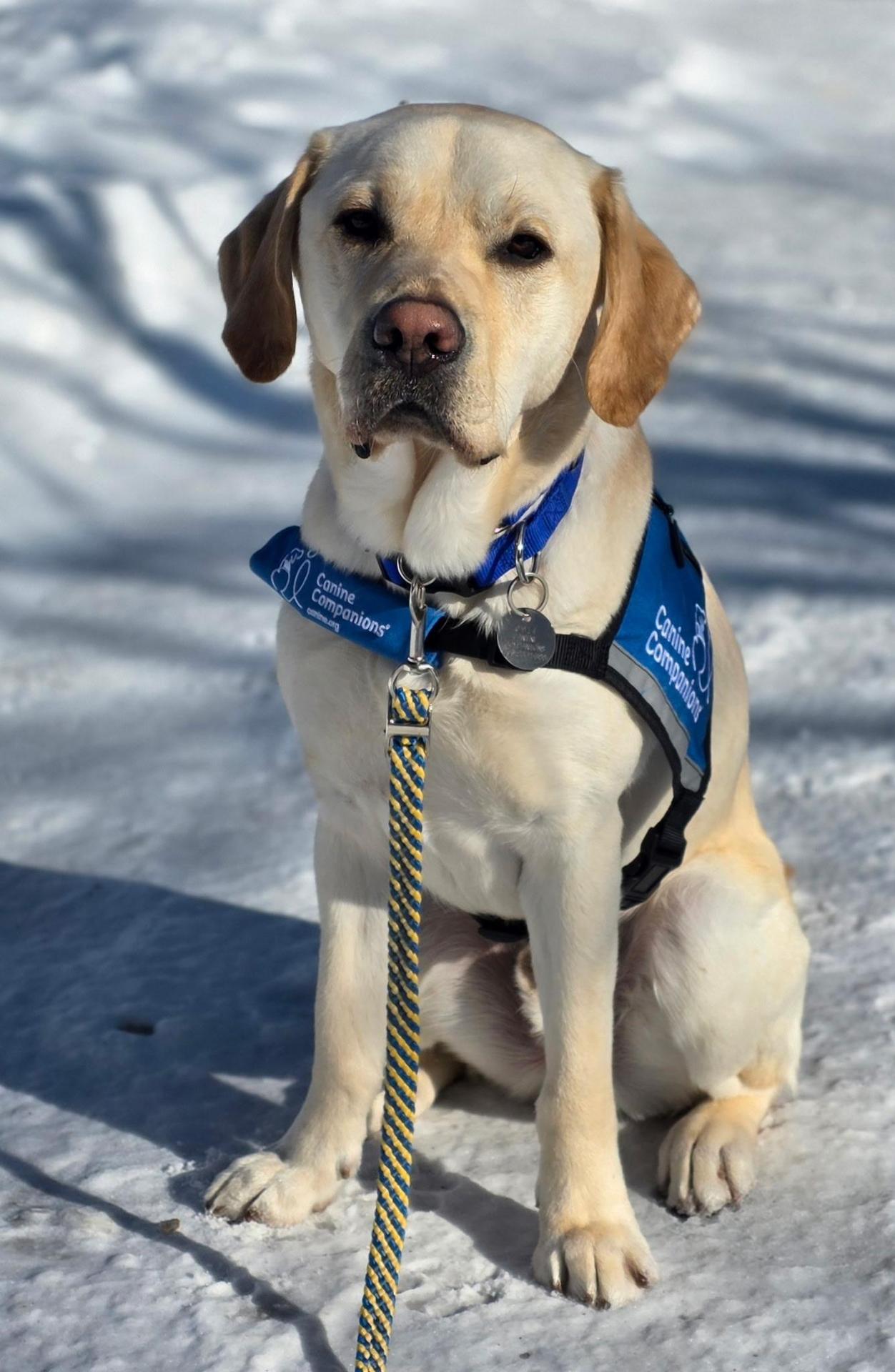 jona our service doog outdoor in the snow