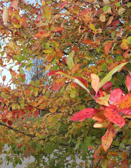 Vibrant foliage with red, orange, and yellow leaves against a blue sky.
