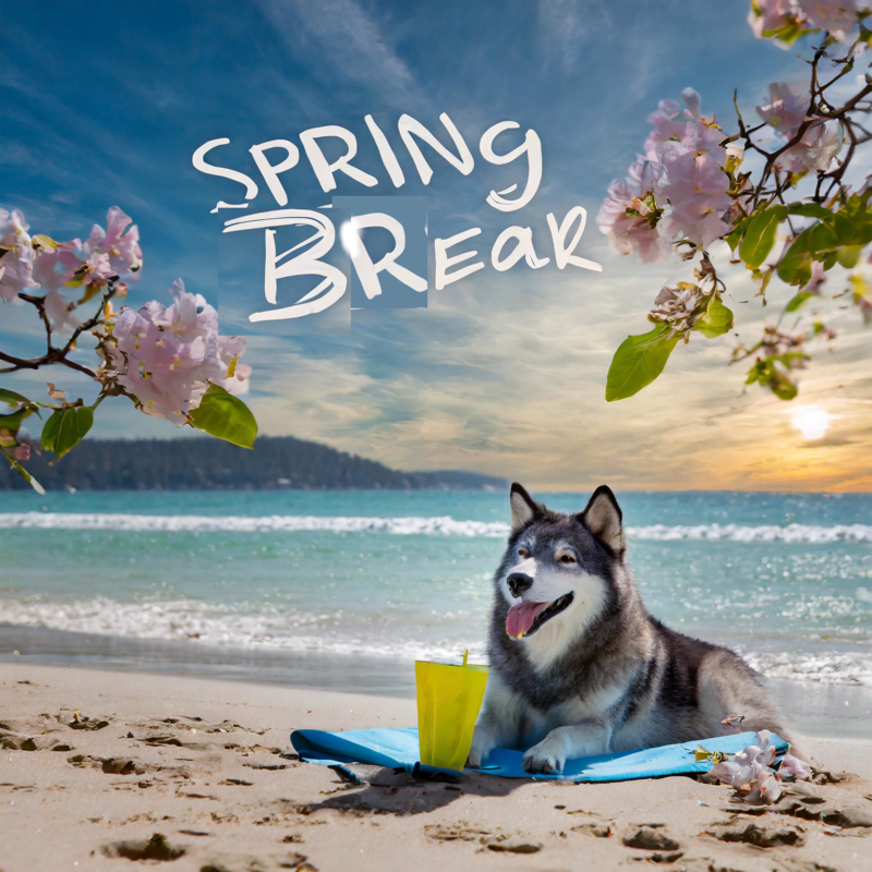 Spring Break with wolf on beach
