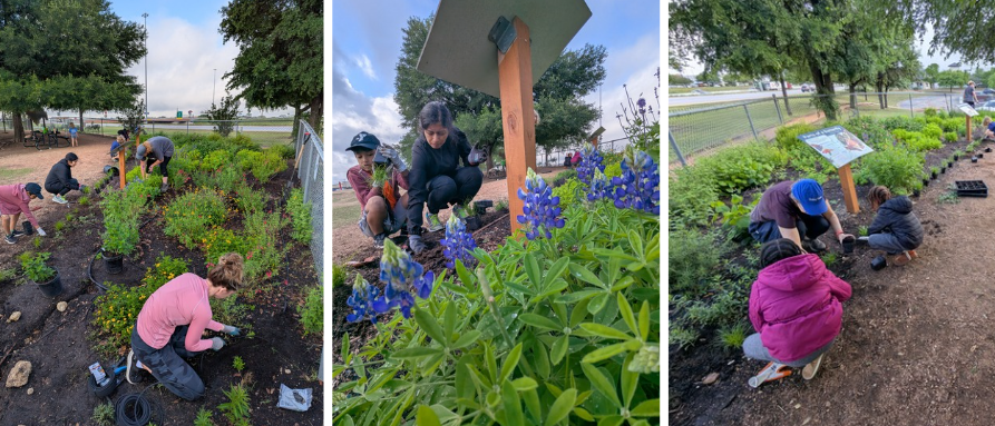 Students and parents garden next to bluebonnets and other native plants