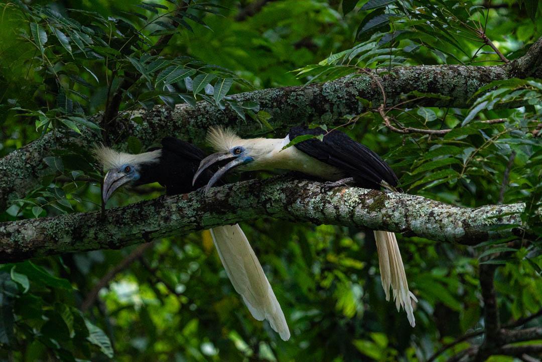 white-crowned hornbill