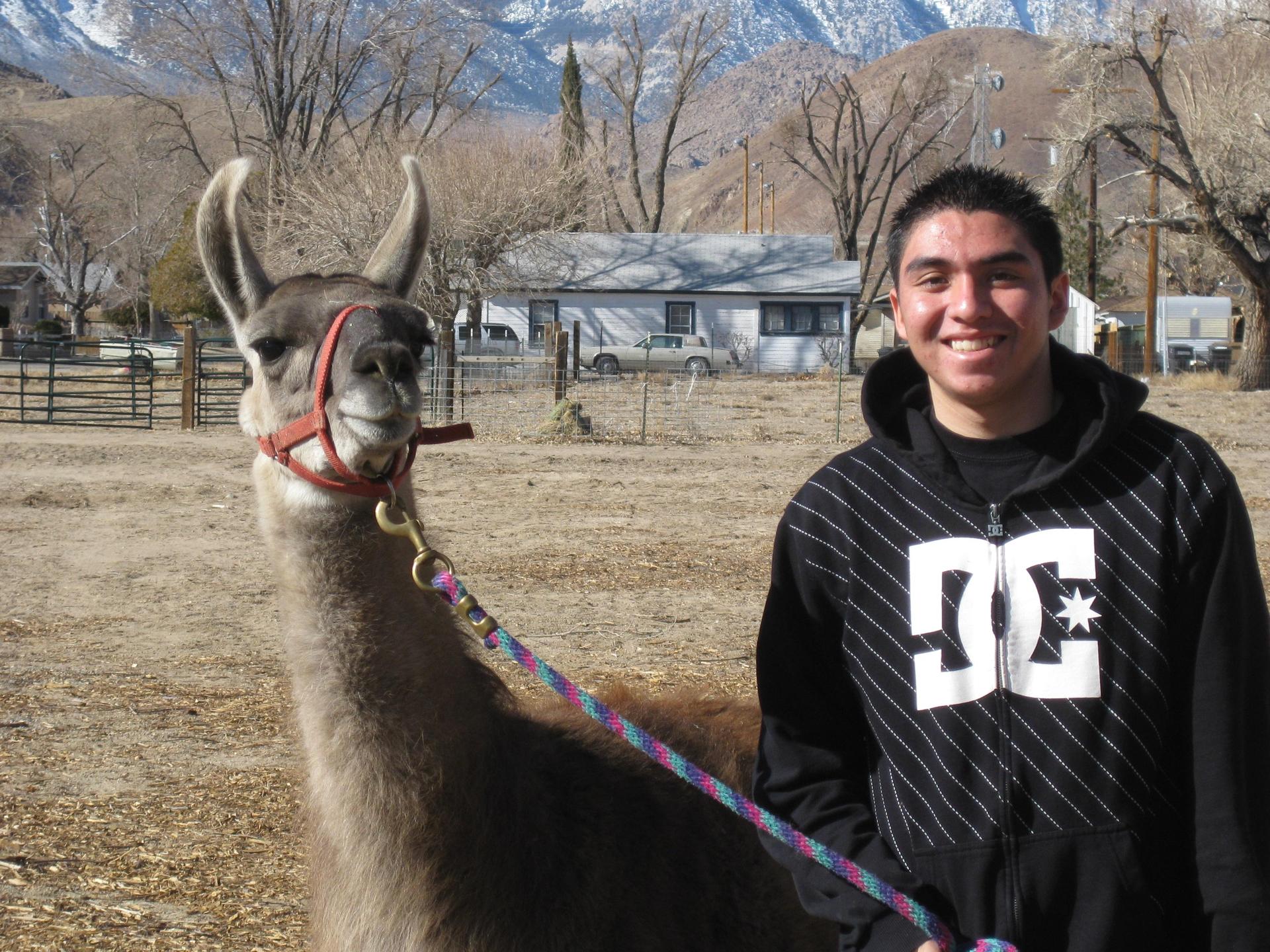 Kenny the Llama Our Farm Lone Pine High School