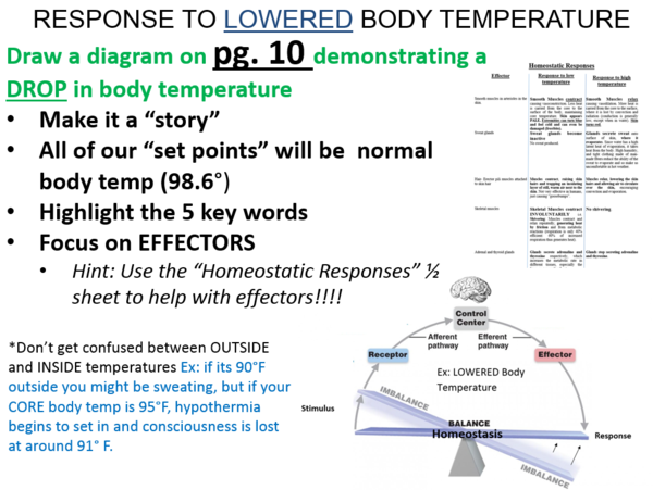 Homeostatic Mechanisms HW Directions.PNG