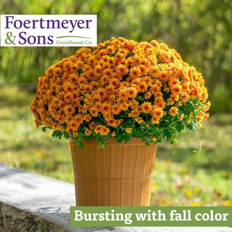 Orange mum in brown basket pot
