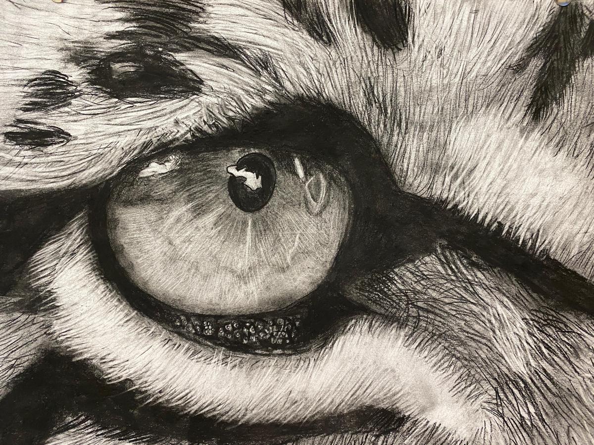 How To Draw A Realistic Animal Eye