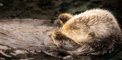 Sea Otter
