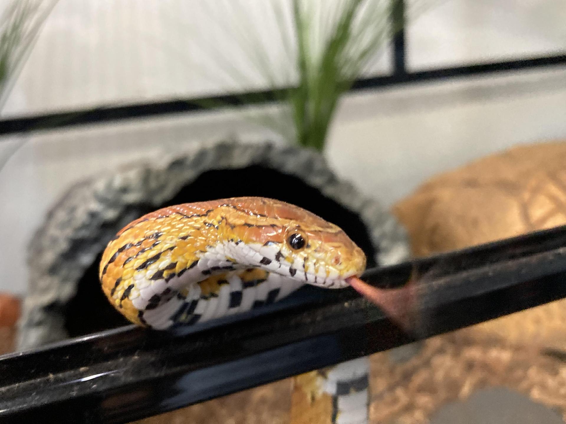Draco our Class Pet