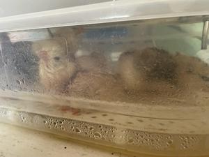 Egg Incubation and the Arrival of New Chicks