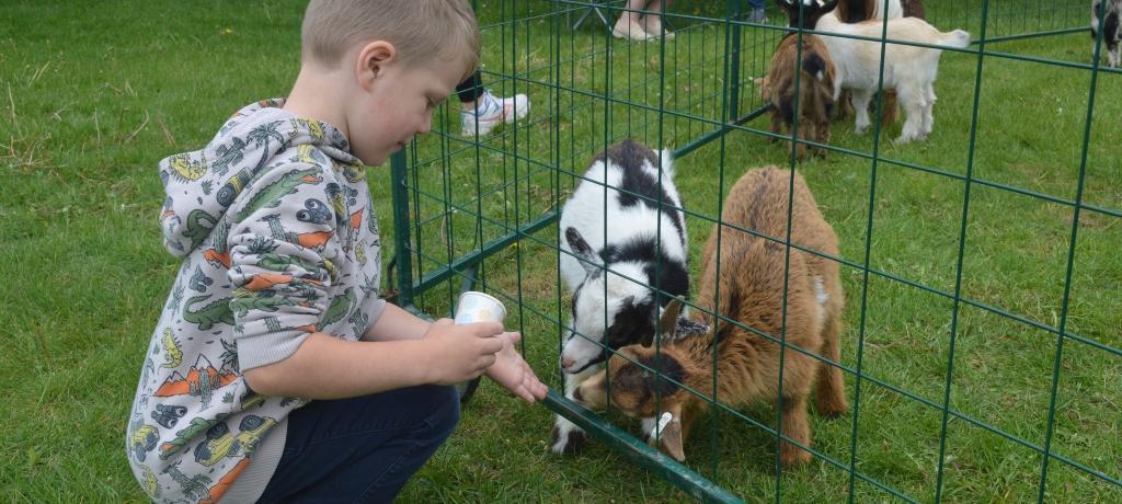boy feeds two baby goats
