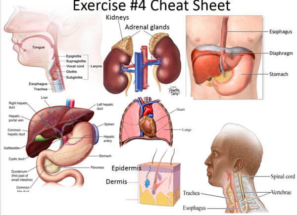 Exercise #4 Cheatsheet.PNG