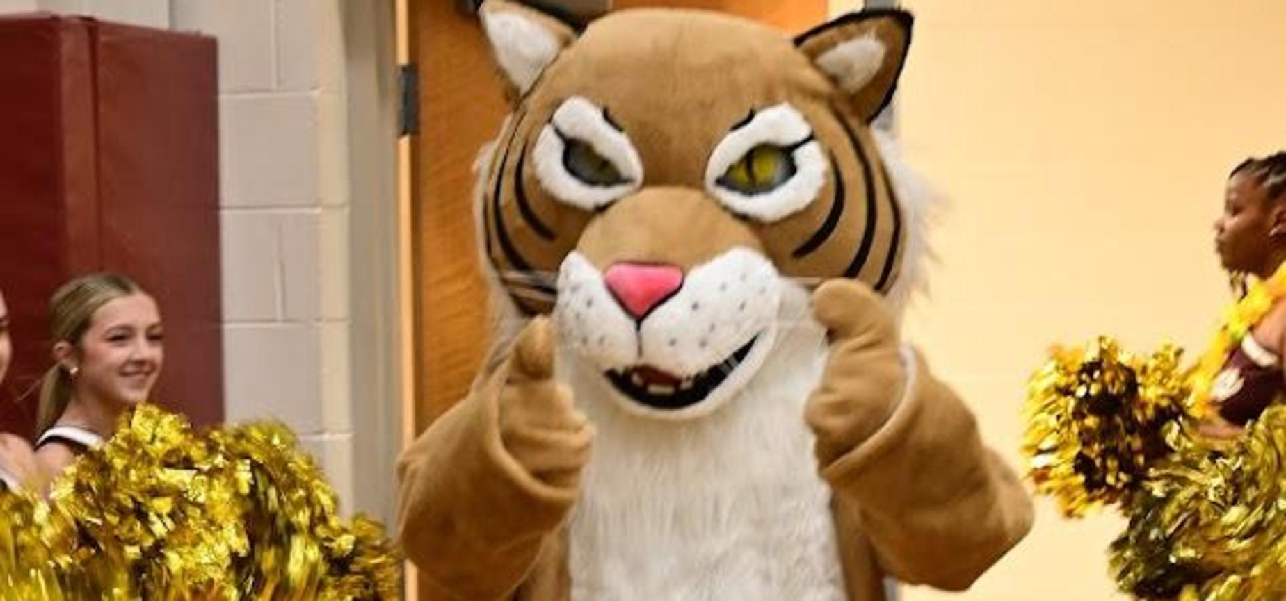 wildcat