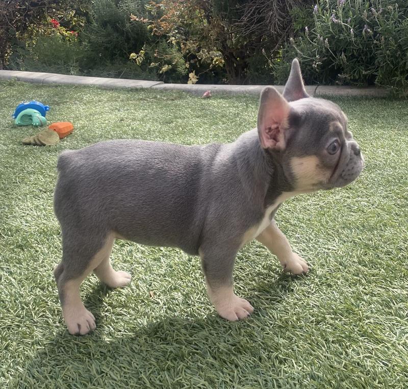 Live Auction at BASH: Purebred French Bulldog Puppy Featured Photo