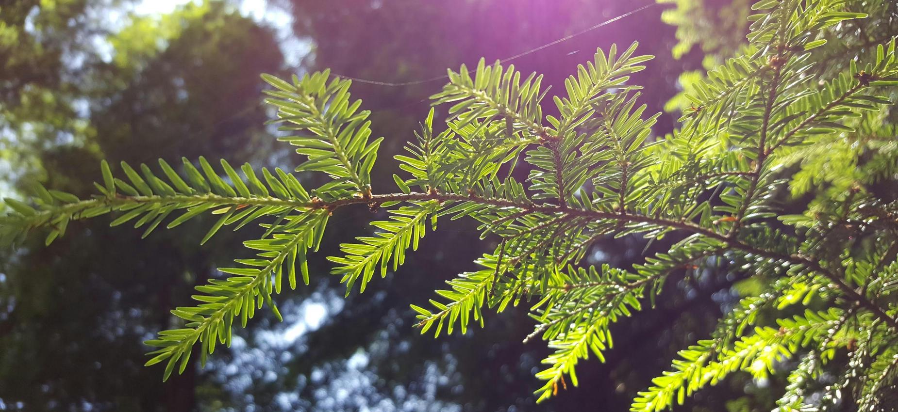 Close-up of a green branch with delicate leaves against a blurred forest background.