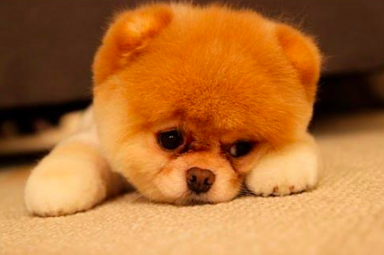 Puppy