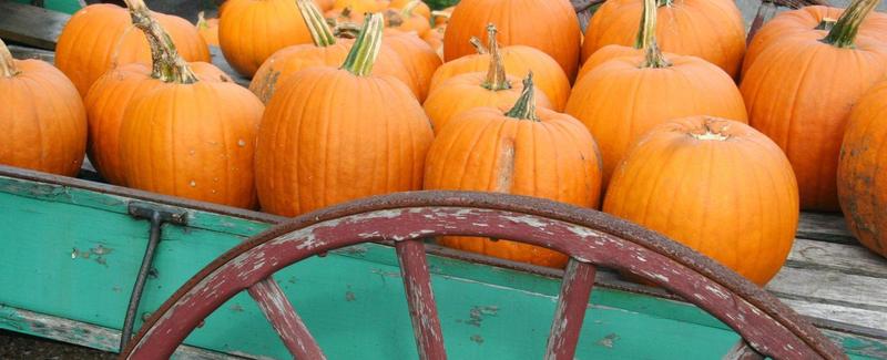 On Thursday, Oct. 31st Wear a Fun Halloween T-shirt or School Spirit shirt! Featured Photo