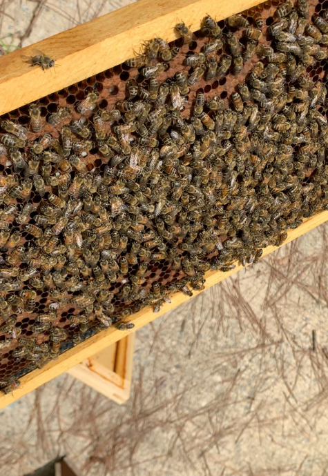 bee hive