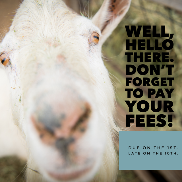 Pay your fees