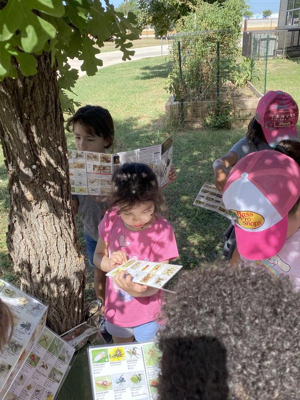 Learning Alive All About Spiders