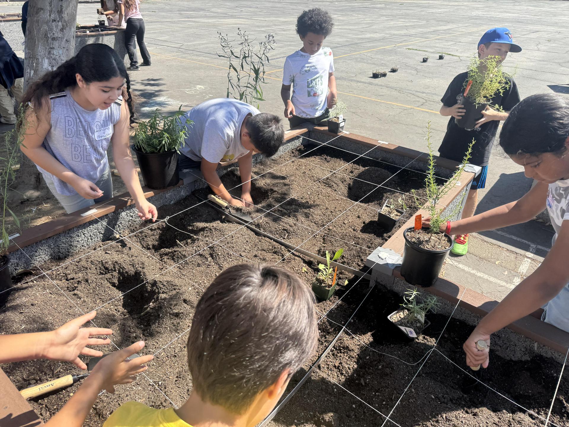 Lorne's Monarch Butterfly Sanctuary Garden