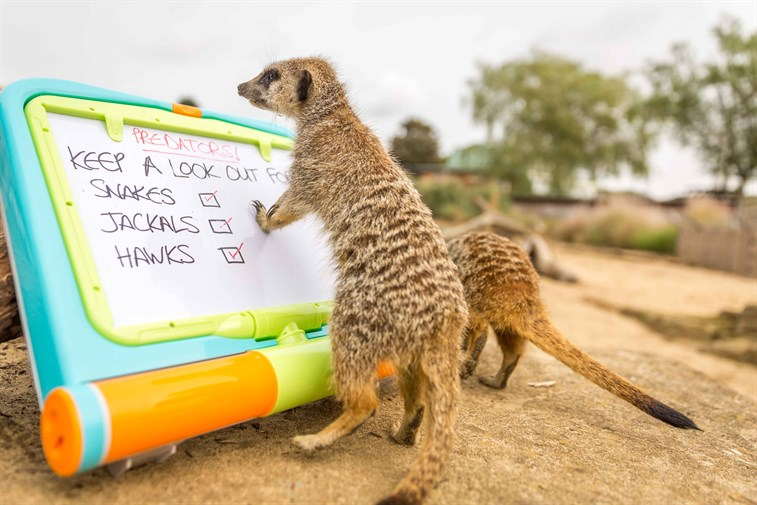 meerkats reading 1